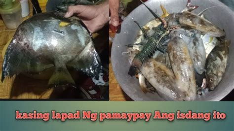 BFAR: Surfacing flounder fish in Cavite waters may be .